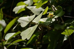 Passiflora holosericea